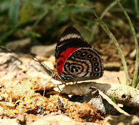 Agrias claudina lugens. Caranavi, Yungas. d. 29 january 2007. Photographer: Lars Andersen