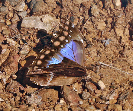 Morpho menelaus godarti female. Bolinda, Caranavi, Yungas. d. 23 February 2007. Photographer: Lars Andersen