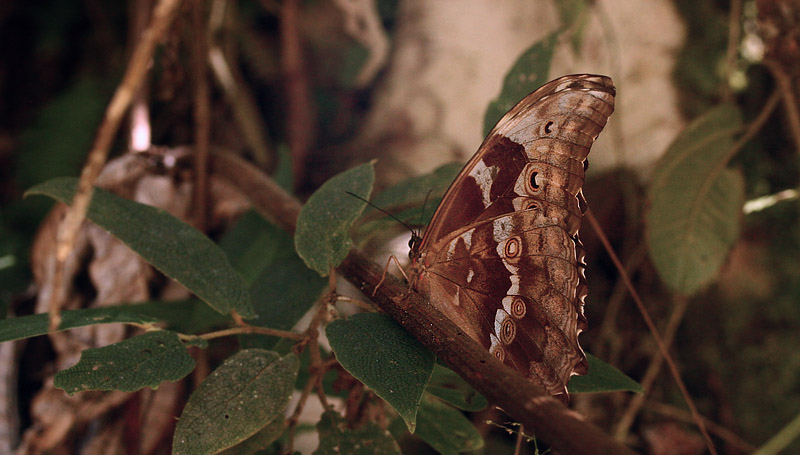 Morpho menelaus godarti female. Bolinda, Caranavi, Yungas. d. 23 February 2007. Photographer: Lars Andersen