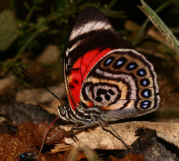 Agrias claudina lugens. Caranavi, Yungas. d. 29 january 2007. Photographer: Lars Andersen