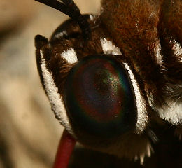 Agrias claudina lugens. Caranavi, Yungas. d. 29 january 2007. Photographer: Lars Andersen