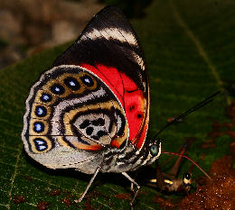 Agrias claudina lugens. Caranavi, Yungas. d. 29 january 2007. Photographer: Lars Andersen