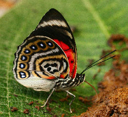 Agrias claudina lugens. Caranavi, Yungas. d. 29 january 2007. Photographer: Lars Andersen