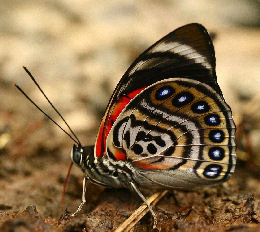 Agrias claudina lugens. Caranavi, Yungas. d. 30 january 2007. Photographer: Lars Andersen