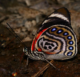 Agrias claudina lugens. Caranavi, Yungas. d. 30 january 2007. Photographer: Lars Andersen