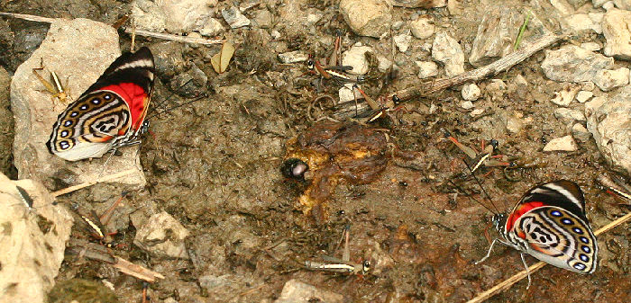 Agrias claudina lugens female and male. Caranavi, Yungas. d. 30 january 2007. Photographer: Lars Andersen