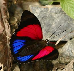 Agrias claudina lugens. Caranavi, Yungas. d. 2 february 2007. Photographer: Lars Andersen