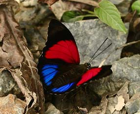 Agrias claudina lugens. Caranavi, Yungas. d. 2 february 2007. Photographer: Lars Andersen