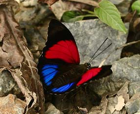 Agrias claudina lugens. Caranavi, Yungas. d. 2 february 2007. Photographer: Lars Andersen