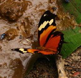 Tiger Leafwing, Consul fabius quadridentatus (Butler, 1874). Rio Rhetenor, Caranavi, Yungas. d. 1 february 2007. Photographer: Lars Andersen