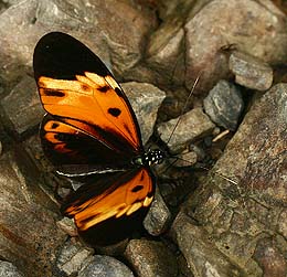 Postman, Heliconius numata, en  Heliconidae som ligner Svalehalen til hjre. Caranavi, Yungas, Bolivia d. 30 januar 2007. Fotograf: Lars Andersen