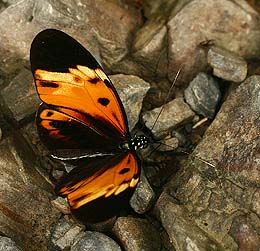 Tiger mimic Longwing, Heliconius numata mirus (Weymer, 1894), en  Heliconidae som ligner Svalehalen til hjre. Caranavi, Yungas, Bolivia d. 30 januar 2007. Fotograf: Lars Andersen