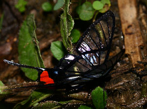 Chorinea amazon.  Caranavi, elev 890 m. Yungas. d. 2 february 2007. Photographer: Lars Andersen