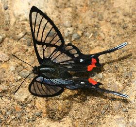 Black Lace, Chorinea amazon.  Caranavi, elev 870 m. Yungas. d. 2 february 2007. Photographer: Lars Andersen