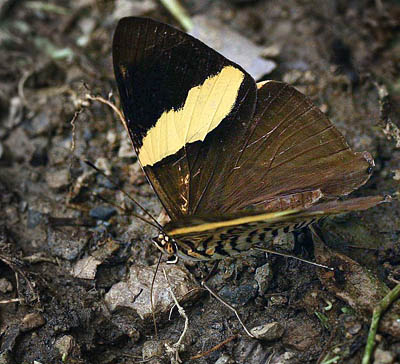 Caranavi, Yungas. d. 3 february 2007. Photographer: Lars Andersen