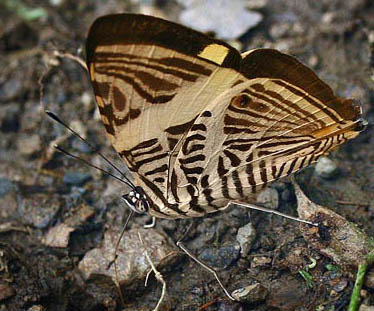 Colobura dirce. Caranavi, Yungas. d. 3 february 2007. Photographer: Lars Andersen