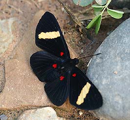 Electron Pixie, Melanis electron (Fabricius, 1793). Caranavi, Yungas. d. 3 february 2007. Photographer: Lars Andersen