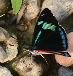 Eighty-Eight, Diaethria clymena. Caranavi, Yungas. d. 3 february 2007. Photographer: Lars Andersen