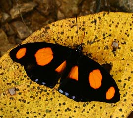 Spotted Velvet, Catonephele numilia. Caranavi, Yungas. d. 6 february 2007. Photographer: Lars Andersen