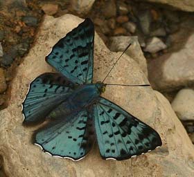 Lasaia agesilas. Caranavi, Yungas. d. 19 february 2007. Photographer: Lars Andersen