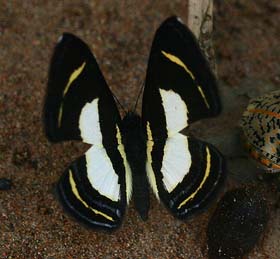 Bacaenis Metalmark  (Baeotis bacaenis). Caranavi, Yungas. d. 3 february 2007. Photographer: Lars Andersen