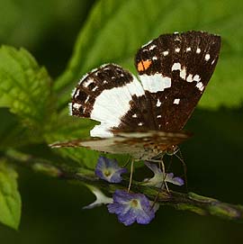 Zygia Metalmark (Lemonias zygia). Caranavi, Yungas. d. 7 february 2007. Photographer: Lars Andersen