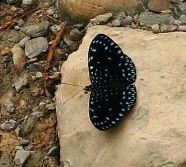 Blue Pororo, Hamadryas arete. Caranavi, Yungas. d. 7 february 2007. Photographer: Lars Andersen