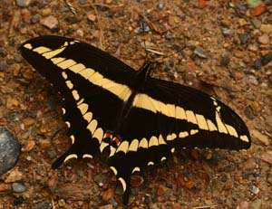 Heraclides paeon. Coroico, 1750 m.a.. Yungas. d. 25 February 2007. Photographer: Lars Andersen