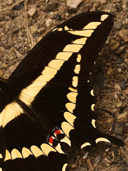 Heraclides paeon. Coroico, 1750 m.a.. Yungas. d. 25 February 2007. Photographer: Lars Andersen