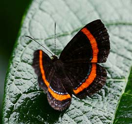 Coecias Metalmark (Crocozona coecias). Bolinda, Caranavi, Yungas. d. 12 february 2007. Photographer: Lars Andersen