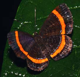 Coecias Metalmark (Crocozona coecias). Bolinda, Caranavi, Yungas. d. 12 february 2007. Photographer: Lars Andersen