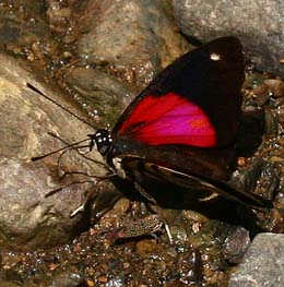 Caranavi, Yungas. february 2007. Photographer: Lars Andersen