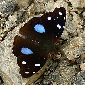 Salvin's Empress, Cybdelis boliviana boliviana. Caranavi, Yungas. february 2007. Photographer: Lars Andersen