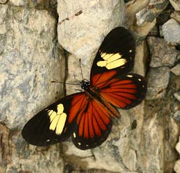 Eresia datis corybassa. Caranavi, Yungas. d. 9 february 2007. Photographer: Lars Andersen