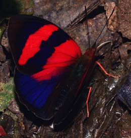 Caranavi, Yungas. february 2007. Photographer: Lars Andersen