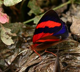 Caranavi, Yungas. february 2007. Photographer: Lars Andersen