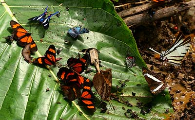 Arcius Swordtail (Rhetus arcius). Caranavi, Yungas. d. 9 february 2007. Photographer: Lars Andersen