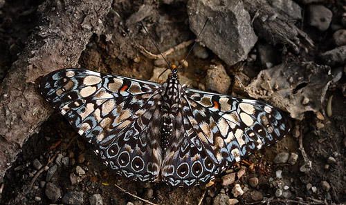 Hamadryas fornax. Caranavi, Yungas, Bolivia d. 9 february 2007. Photographer; Lars Andersen