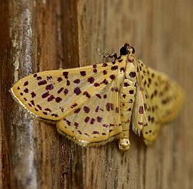 Red-Spotted Sweetpotato Moth, Polygrammodes elevata. Hotel Esmeralda, Coroico, Yungas, Bolivia. d. 25 january 2007. Photographer: Lars Andersen