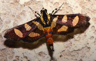 Orange-spotted Flower Moth Syngamia florella. Caranavi, Yungas, Bolivia. d. 6 February 2007. Photographer: Lars Andersen