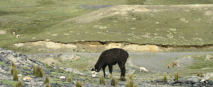 Cumbre 4600 m.a., Yungas, Bolivia. d. 23 january 2007. Photographer: Lars Andersen