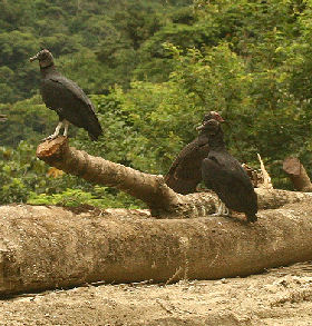 The road between Challa and Caranavi, Yungas. d. 28 january 2007. Photographer: Lars Andersen