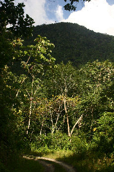 Localitet for Agrias claudina lugens and Agrias amydon boliviensis near Caranavi, Yungas. d. 29 january 2007. Photographer: Lars Andersen