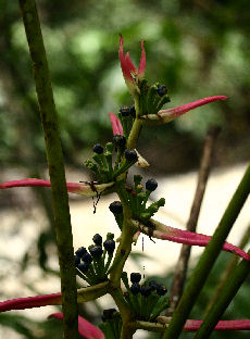 Rio Rhetenor, Caranavi, Yungas. d. 1 february 2007. Photographer: Lars Andersen