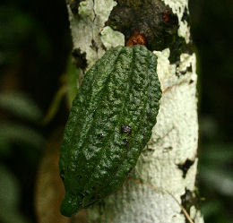 Cacao fruight. Rio Rhetenor, Caranavi, Yungas. d. 1 february 2007. Photographer: Lars Andersen