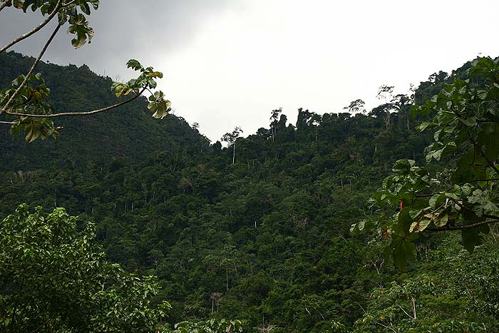 Caranavi, Yungas. d. 5 february 2007. Photographer: Lars Andersen