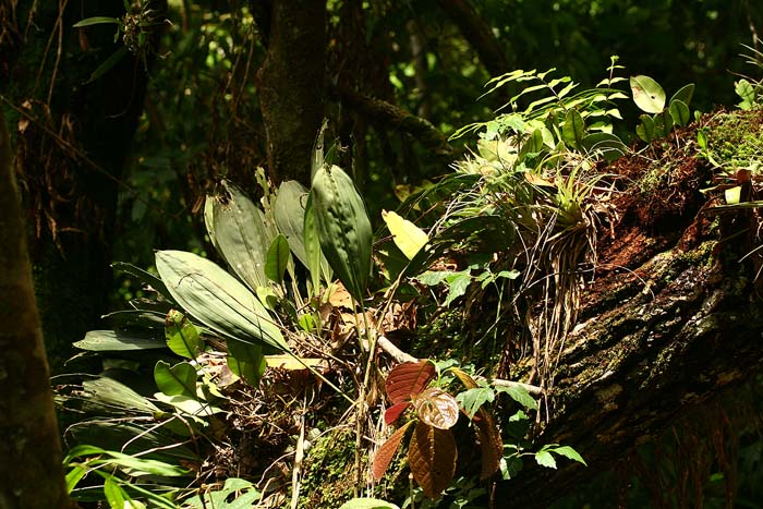 Quijarro-Caranavi, Yungas. d. 13 february 2007. Photographer: Lars Andersen