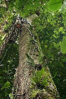 Quijarro-Caranavi, Yungas. d. 13 february 2007. Photographer: Lars Andersen