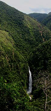 Quijarro-Caranavi, Yungas. d. 13 february 2007. Photographer: Lars Andersen