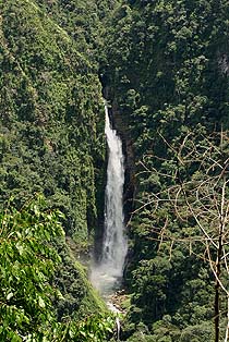 Quijarro-Caranavi, Yungas. d. 13 february 2007. Photographer: Lars Andersen